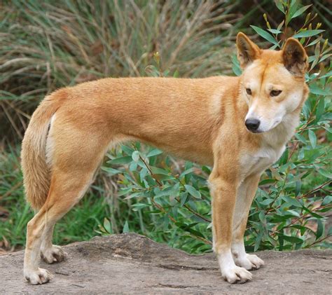 dingo